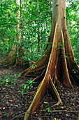 True Fig Shell (Ficus variegata) buttress roots, Tangkoko Nature Reserve, northern Sulawesi, Indonesia