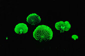 Fungus (Mycena sp) group glowing at night, Gunung Leuser National Park, northern Sumatra, Indonesia