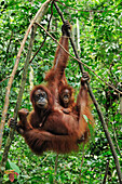 Sumatran Orangutan (Pongo abelii) mother with young hanging off branches, Gunung Leuser National Park, northern Sumatra, Indonesia
