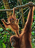 Sumatran Orangutan (Pongo abelii) mother with young, Gunung Leuser National Park, northern Sumatra, Indonesia