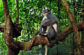 North Sumatran Leaf Monkey (Presbytis thomasi) mother with baby, Gunung Leuser National Park, northern Sumatra, Indonesia