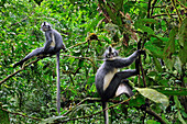 North Sumatran Leaf Monkey (Presbytis thomasi) pair in trees, Gunung Leuser National Park, northern Sumatra, Indonesia