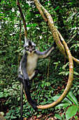 North Sumatran Leaf Monkey (Presbytis thomasi) on liana, Gunung Leuser National Park, northern Sumatra, Indonesia