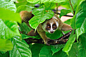 Slow Loris Nycticebus coucang, northern Sumatra, Indonesia