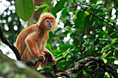 Ebony Leaf Monkey (Trachypithecus auratus) golden color variation on liana, Java, Indonesia