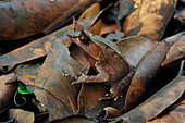 Asian Horned Frog (Megophrys nasuta) camouflaged in leaf litter, Gunung Leuser National Park, northern Sumatra, Indonesia