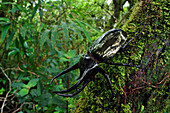 Atlas Beetle (Chalcosoma caucasus) in rainforest, Cameron Highlands, Malaysia