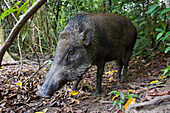 Wild Boar (Sus scrofa), Way Kambas National Park, Sumatra, Indonesia