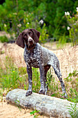German Shorthaired Pointer (Canis familiaris) puppy