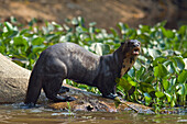 Giant River Otter (Pteronura brasiliensis), Pantanal, Brazil