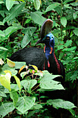 Southern Cassowary (Casuarius casuarius) in forest understory, Indonesia