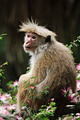 Toque Macaque (Macaca sinica), Hakgala Botanical Garden, Nuwara Eliya, Sri Lanka