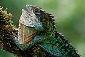 Agamid Lizard (Hypsilurus hikidanus) in defensive posture, Bilogai, Indonesia