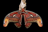 Atlas Moth (Attacus atlas) male allowing its wings to expand and harden after merging from cocoon, Kuching, Borneo, Malaysia, sequence 5 of 5