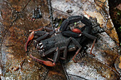 Scorpion (Buthidae), Gunung Mulu National Park, Malaysia