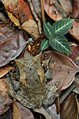 Asian Horned Frog (Megophrys nasuta) camouflaged in leaf litter, Gunung Mulu National Park, Malaysia