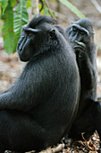 Celebes Black Macaque (Macaca nigra) pair grooming, Tangkoko Nature Reserve, Sulawesi, Indonesia