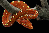 Green Tree Python (Morelia viridis) young coiled in tree, Jakarta, Indonesia