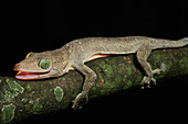 Green-eyed Gecko (Gekko smithi), Jakarta, Indonesia