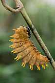 Birdwing Butterfly (Troides andromache) caterpillar prepares for its moult into the pupal stage, Kipandi Butterfly Park, Crocker Range, Malaysia