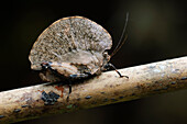 Grasshopper (Paraphyllum antennatum) mimicking a winged seed, Gunung Murud, Pulong Tau National Park, Malaysia