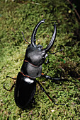 Stag Beetle (Odontolabis sp) in defensive posture, Crocker Range, Malaysia