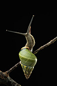 Land Snail (Amphidromus sp), endemic to limestone karst formations, Bukit Sarang Conservation Area, Bintulu, Borneo, Malaysia