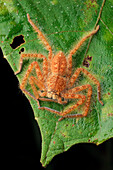Giant Crab Spider (Sparassidae), Lundu, Malaysia