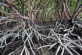 Mangroves on Cape York Peninsula showing root system, North Queensland, Queensland, Australia