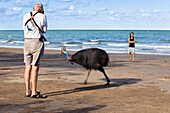 Southern Cassowary (Casuarius casuarius) female with tourists on the beach, Moresby Range National Park, Queensland, Australia