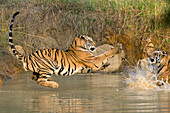 Bengal Tiger (Panthera tigris tigris) two year old cubs playing, Bandhavgarh National Park, India