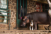 Hippopotamus (Hippopotamus amphibius) named Jessica was orphaned as a baby, on porch with dog and person, Lowveld, South Africa
