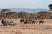 African Elephant (Loxodonta africana) herd and tourists, Lewa Wildlife Conservation Area, Kenya