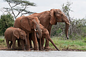 African Elephant (Loxodonta africana) group drinking, Tumaren Ranch, Kenya