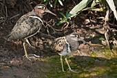 Greater Painted-snipe (Rostratula benghalensis) female and male, Loisaba Wilderness, Kenya