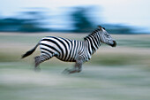 Burchell's Zebra (Equus burchellii) running, Mpala Research Centre, Kenya