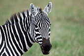 Zebra (Equus quagga), Ol Pejeta Conservancy, Kenya
