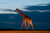Reticulated Giraffe (Giraffa camelopardalis reticulata) walking at dusk, Mpala Research Centre, Kenya