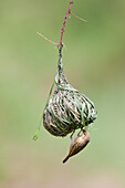 Masked-Weaver (Ploceus velatus) female weaving nest, Mpala Research Centre, Kenya