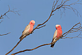 Galah (Eolophus roseicapilla) female and male, Western Australia, Australia