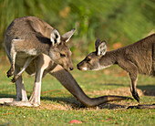 Western Grey Kangaroo (Macropus fuliginosus) female and joey interact in Pinnaroo Valley Memorial Park, an environmentally responsible cemetery, Perth, Western Australia, Australia