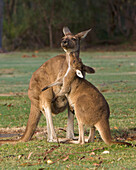 Western Grey Kangaroo (Macropus fuliginosus) female with joey, Pinnaroo Valley Memorial Park, Perth, Western Australia, Australia