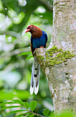 Ceylon Magpie (Urocissa ornata), Sinharaja Biosphere Reserve, Sri Lanka