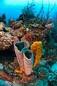 Sponges, Belize Barrier Reef, Belize