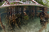 Red Mangrove (Rhizophora mangle) aerial roots serve as important fish nursery, Belize