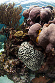 Coral reef showing a variety of corals, Belize Barrier Reef, Belize