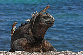 Marine Iguana (Amblyrhynchus cristatus) with Lava Lizards (Tropidurus albemarlensis) on head and back, Cape Douglas, Fernandina Island, Galapagos Islands, Ecuador