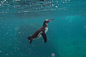 Galapagos Penguin (Spheniscus mendiculus) coming up to surface, Bartolome Island, Galapagos Islands, Ecuador