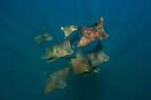 Golden Cownose Ray (Rhinoptera steindachneri) group, Isabella Island, Galapagos Islands, Ecuador