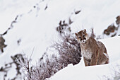 Mountain Lion (Puma concolor) wild female in snow, Glacier National Park, Montana